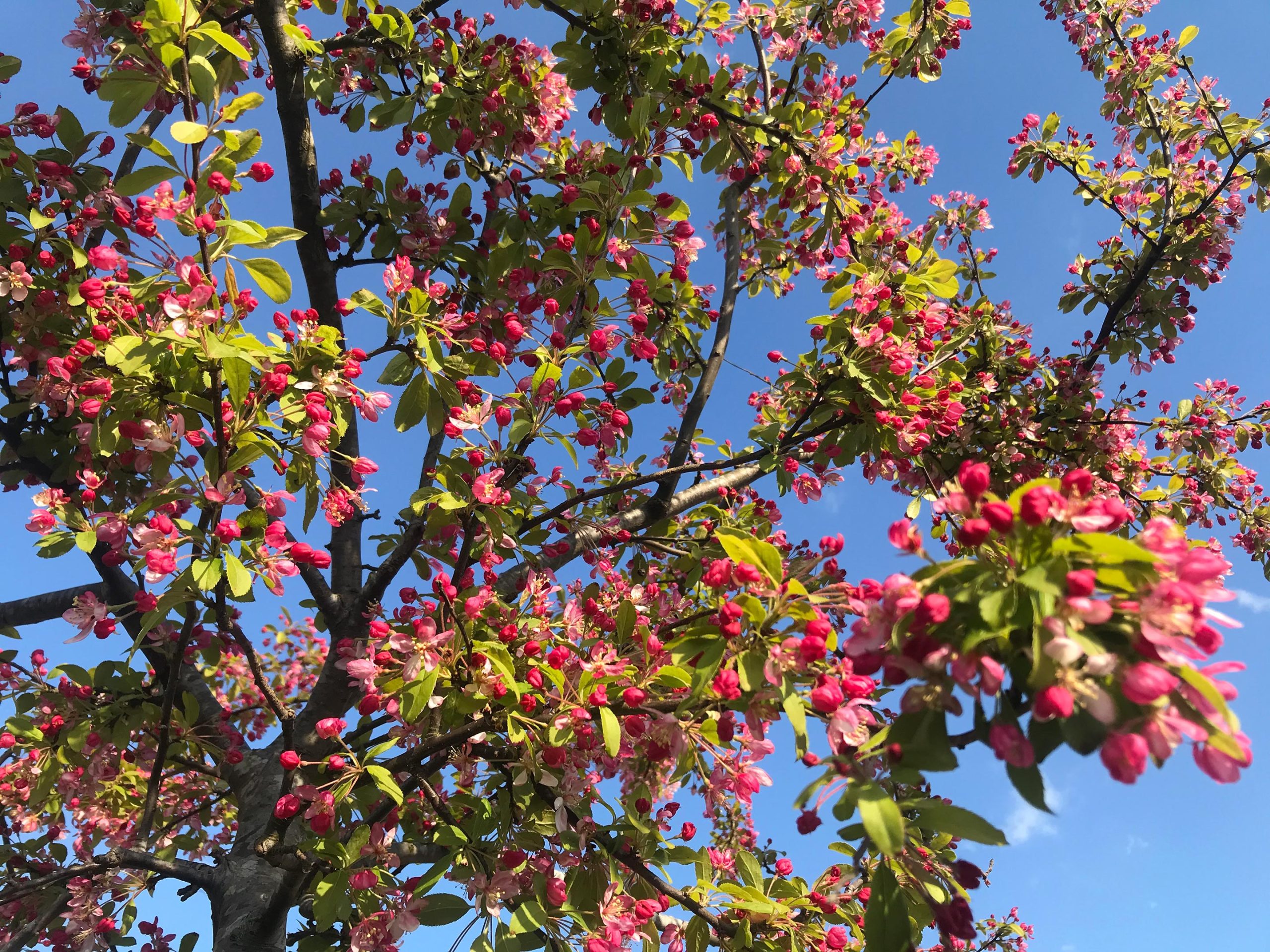 plants-in-the-uk-flowering-a-month-earlier-due-to-climate-change-yabo208