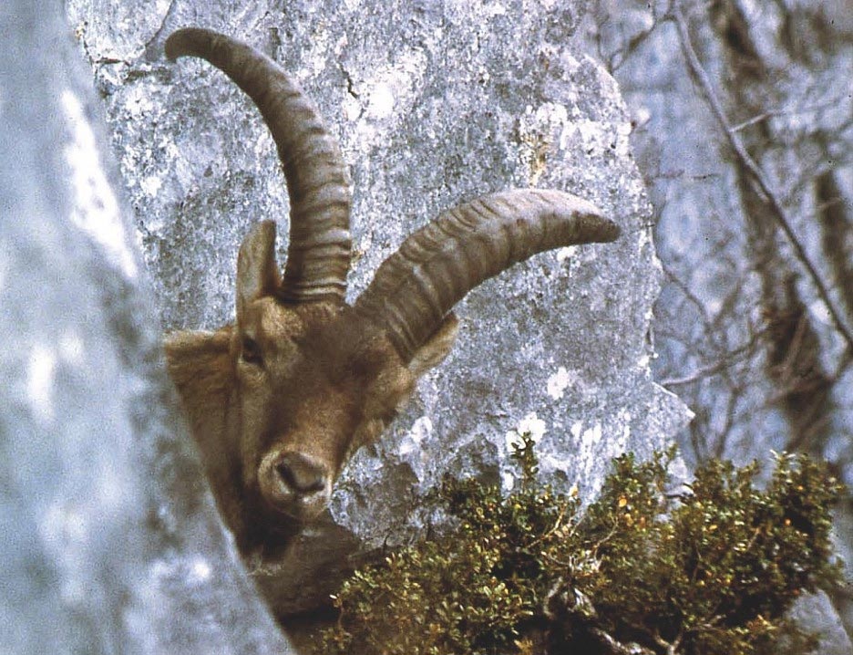 Pyrenean Ibex的案例 我们可以从消失野生动物种类中学到什么 Scitechdaily Yabo8