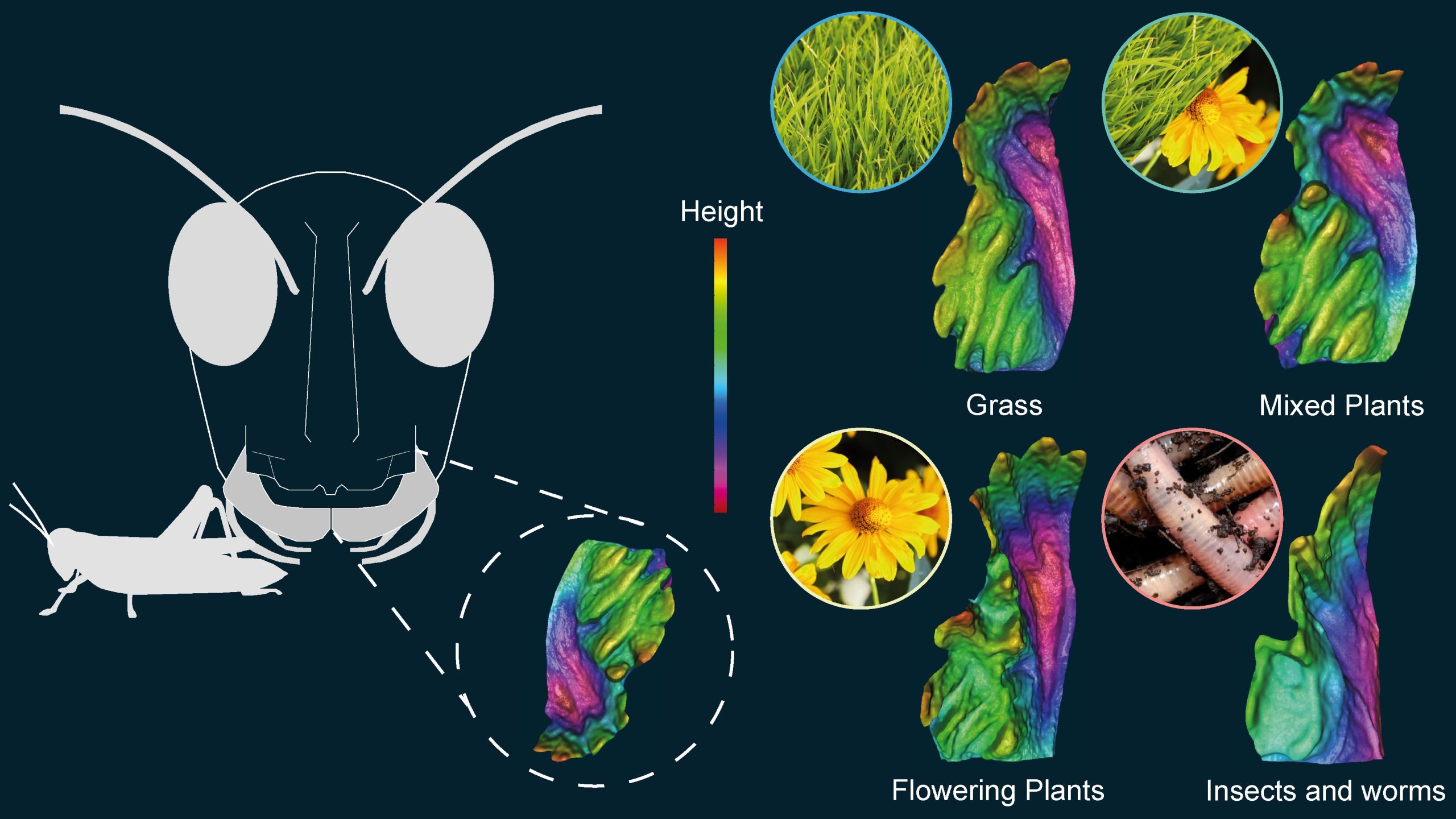 What Do Grasshoppers Eat? Startling Similarities Discovered Between the ...