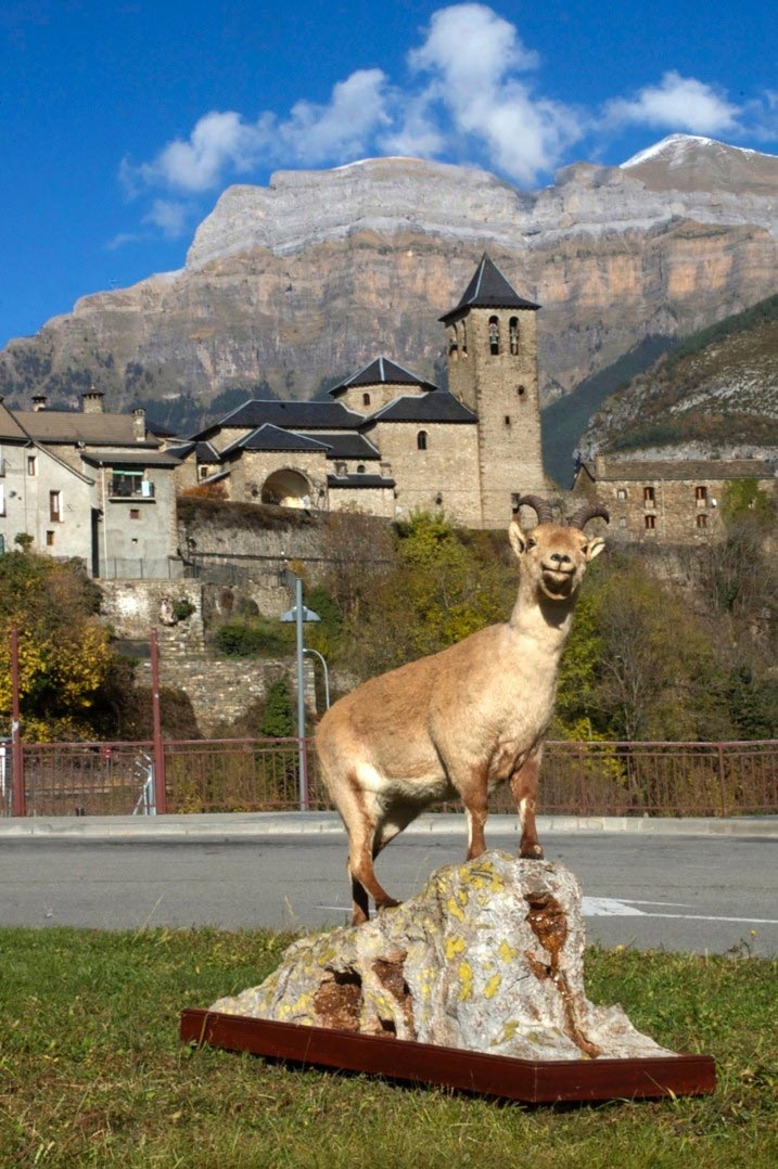 Pyrenean Ibex的情况 我们可以从消失野生动物种类中学到什么 Yabo8