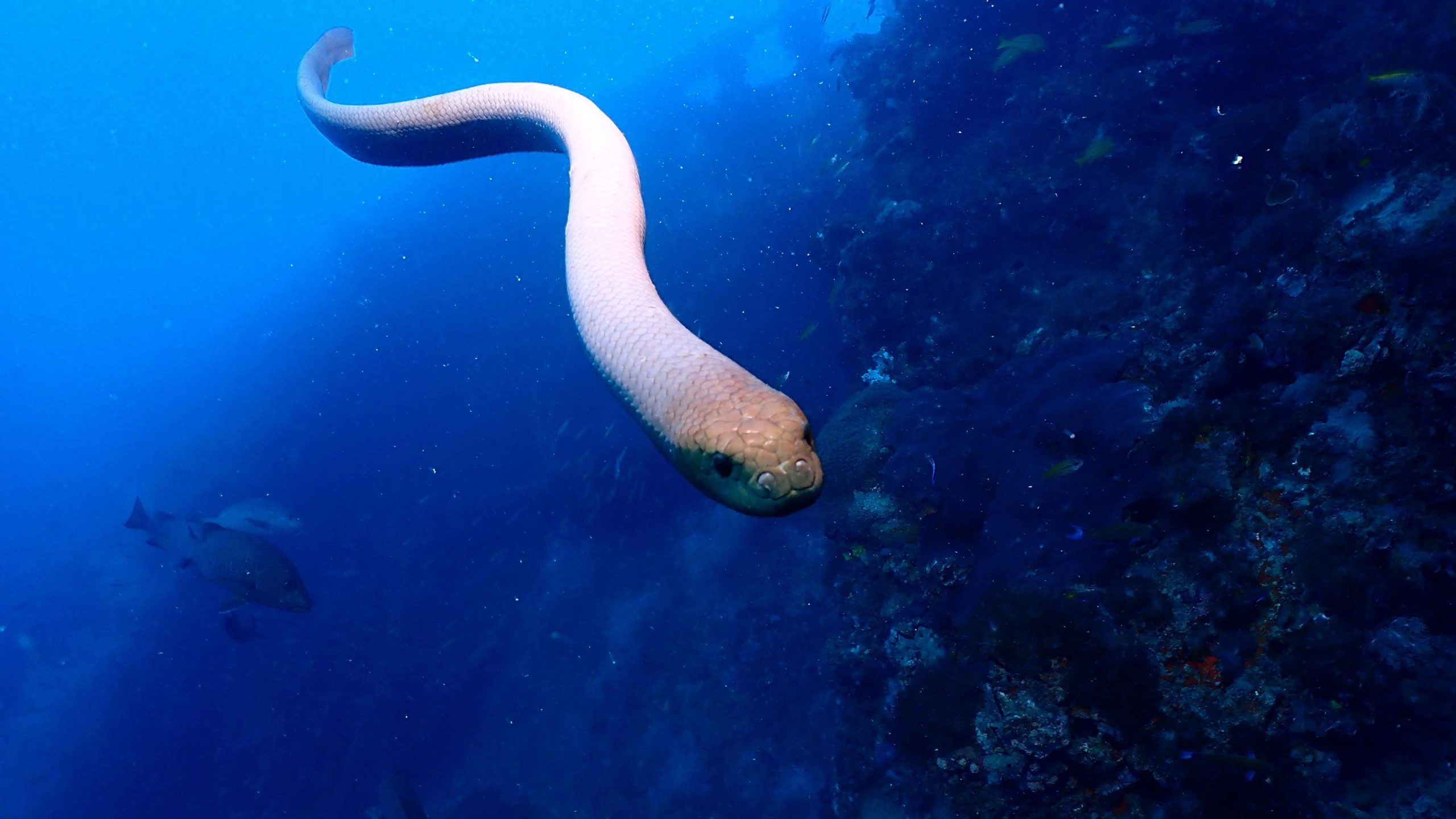 交配季事故 在潜水潜水员对有毒橄榄海蛇进行了未加工的袭击 Yabo8